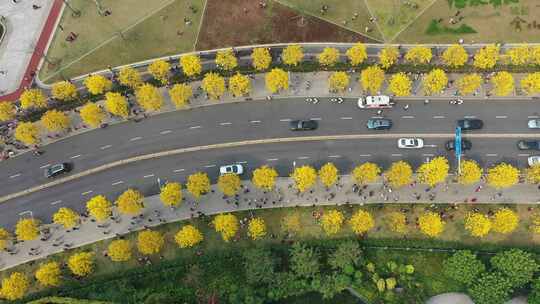 广州白鹅潭黄花风铃木盛开航拍素材