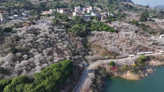 中国广东省广州市从化区广州流溪梅花节