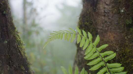 丛林的蕨类植物视频素材模板下载