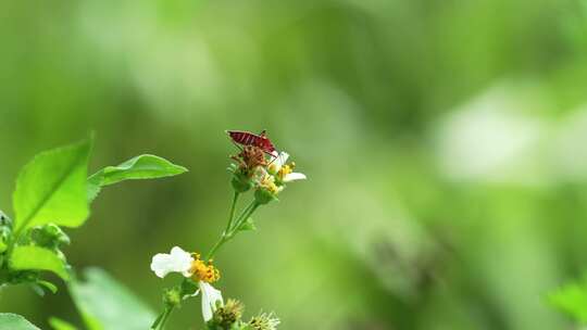 棉花染色bug爬上西班牙针花，啜饮花蜜奥