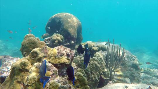 水下珊瑚附近游泳的鱼