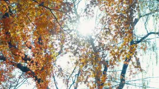 阳光下微微吹动的树木
