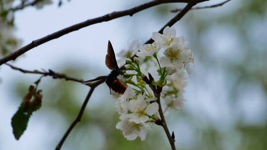 樱桃树开花大黄蜂采蜜