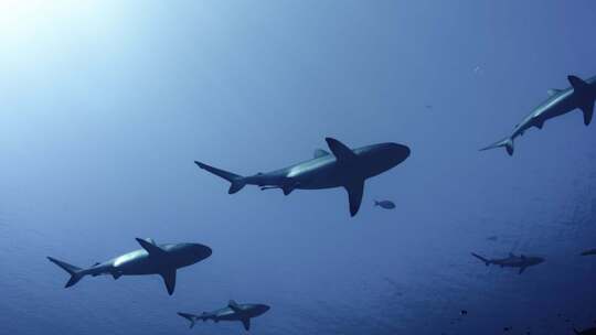 海洋生物黑尾真鲨