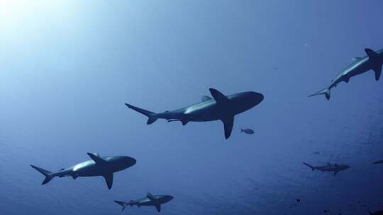 海洋生物黑尾真鲨视频素材模板下载