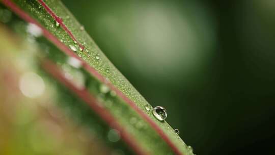 叶子，露珠，露珠，水