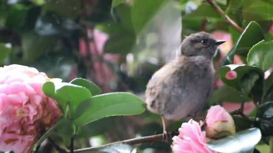 一只麻雀在花丛上拍打着翅膀