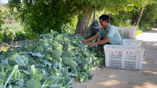 绿色蔬菜西兰花采收