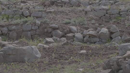 东北山区黑土地与春季的野草野花