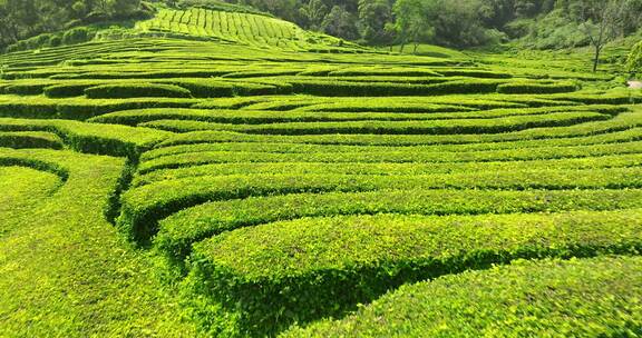 种植园，梯田，茶，绿色