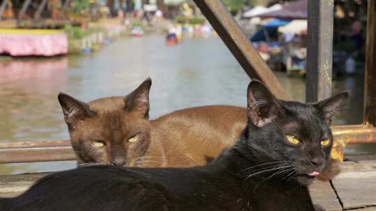 泰国芭堤雅水上市场，两只猫躺在木制码头上