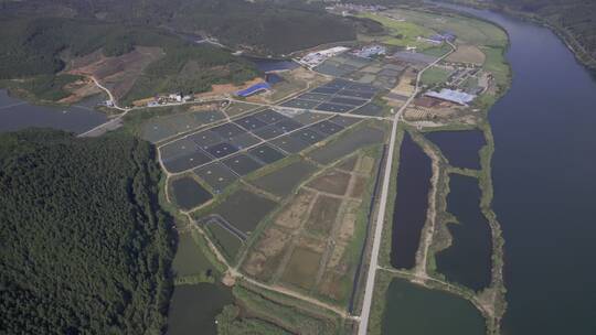 渔场 养殖鱼 生态鱼养殖基地视频素材模板下载