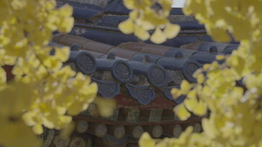 北京秋天 古建筑秋景 秋天银杏