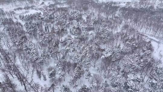 雪后树林的航拍全景