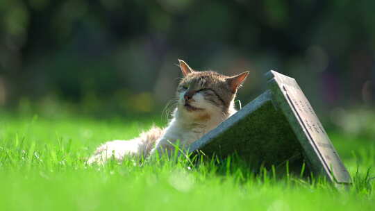 唯美草坪上的猫视频素材模板下载