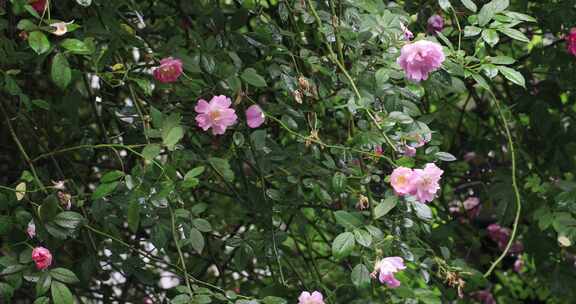 苏州园林艺圃蔷薇花开