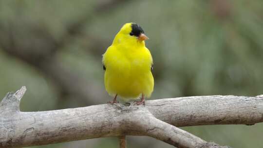 美丽的黄色美洲金翅雀雄性在树枝上的鸣禽