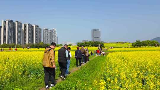 4K合集光明欢乐田园大范围延时视频素材模板下载