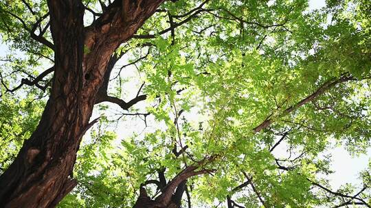 仰视茂密枝叶繁茂大树