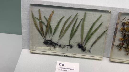 树叶植物亚克力标本展示装饰画