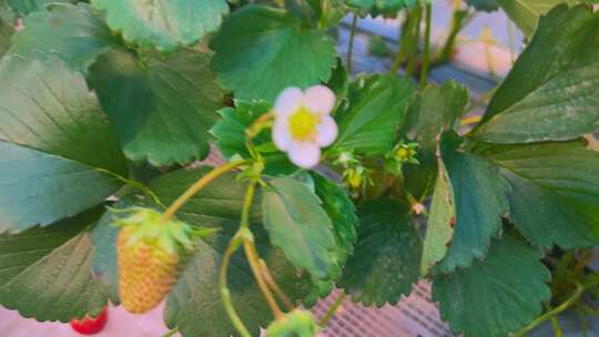 水果草莓采摘