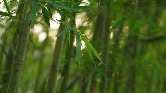 竹林  竹子  竹叶  绿色  阳光  植物