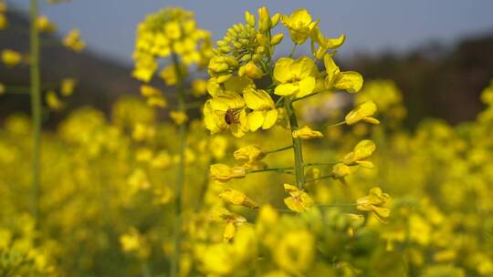 油菜花 蜜蜂采蜜 唯美油菜花