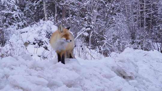 动物  雪地