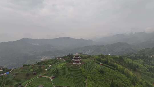 仙人山景区布央茶园航拍