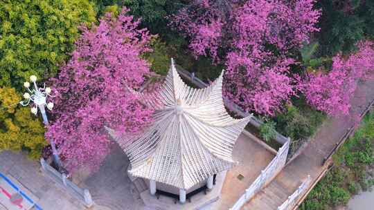 空中俯瞰繁花环绕的中式凉亭