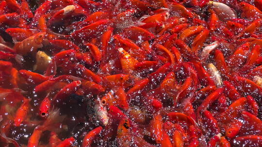 微距争食吃的红鲤鱼群