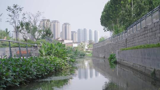 城市河道治理种植水生植物S-Log素材