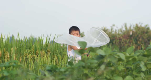 夏日小朋友捕蜻蜓