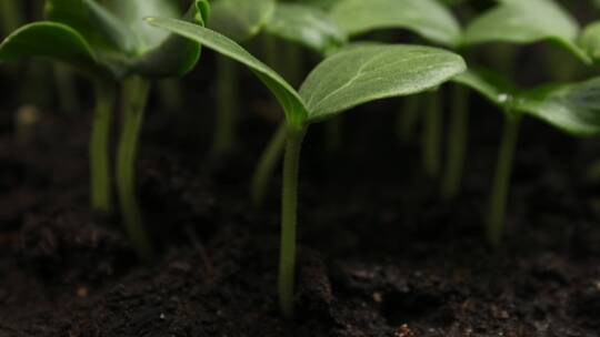 黄豆生长过程