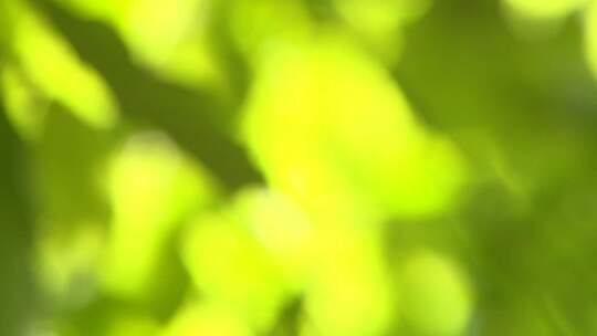 树叶光影模糊