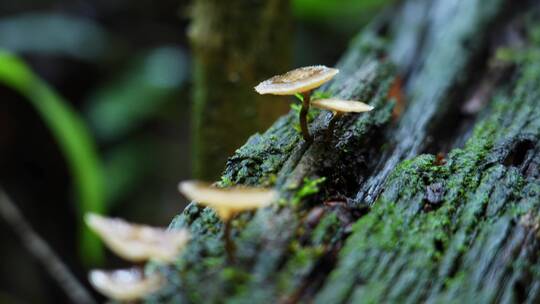 4K高清绿色森林元素空镜素材升格菌菇
