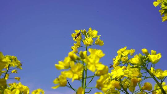 油菜花 蜜蜂采蜜