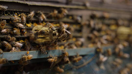 养蜂场里飞舞蜜蜂慢镜头视频素材模板下载