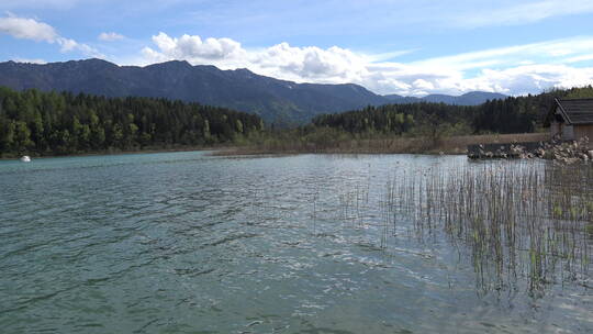 湖水中的芦苇放大景观