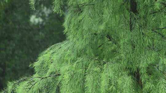 雨落在植物叶子上