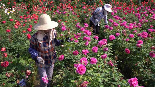 玫瑰花园花农在劳作