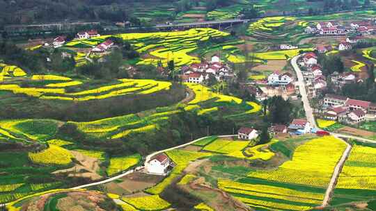 航拍美丽乡村油菜花