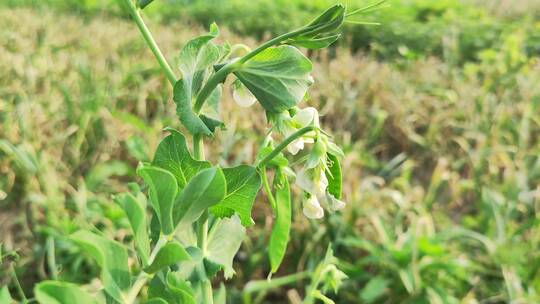 疫情城市农村街道菜园春天绿色植物