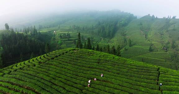 四川茶山航拍 农民在采摘茶叶航拍