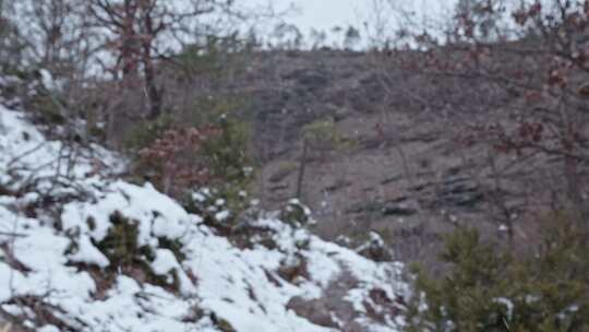 树木，雪，冬天，荒野