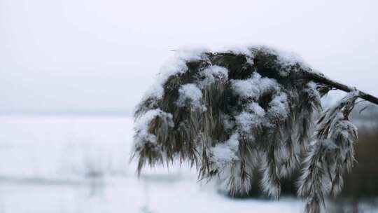 白雪覆盖的芦苇枝