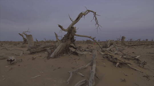 内蒙阿拉善沙漠怪树林 怪异的枯树树干 组镜视频素材模板下载