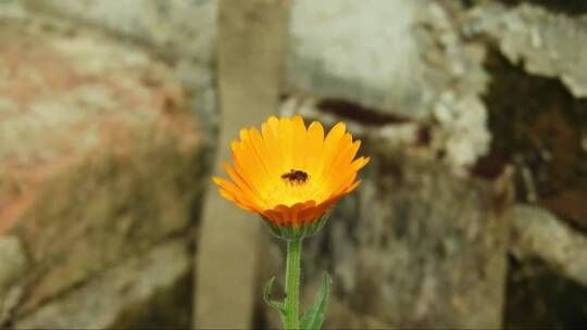 蜜蜂在花朵上采蜜 (7)