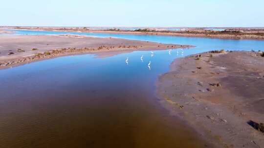 航拍黄河入海口湿地候鸟白鹭