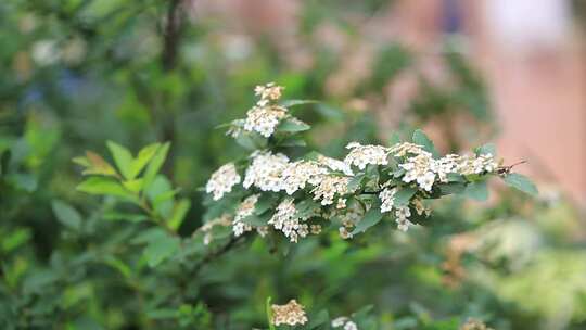 麻叶绣线菊，菊花